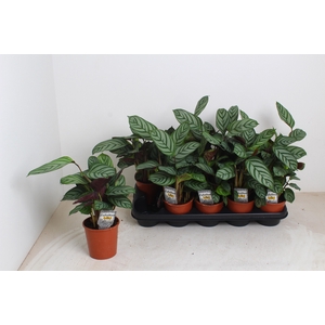 CTENANTHE COMPACTSTA