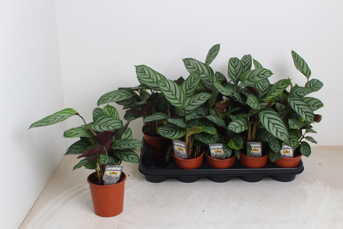 <h4>CTENANTHE COMPACTSTA</h4>