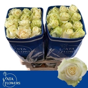 Rosa grootbloemig Mondial
