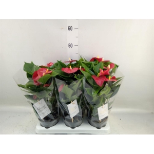 Anthurium andr. 'Micra'