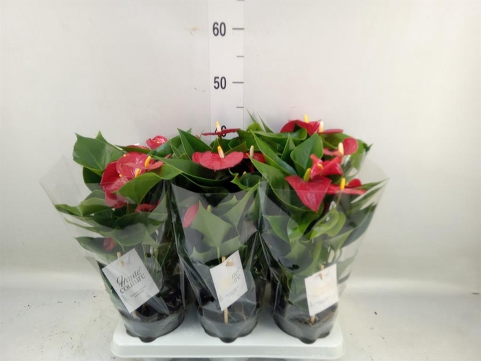 <h4>Anthurium andr. 'Micra'</h4>
