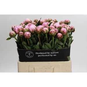 Paeonia Sarah Bernhardt