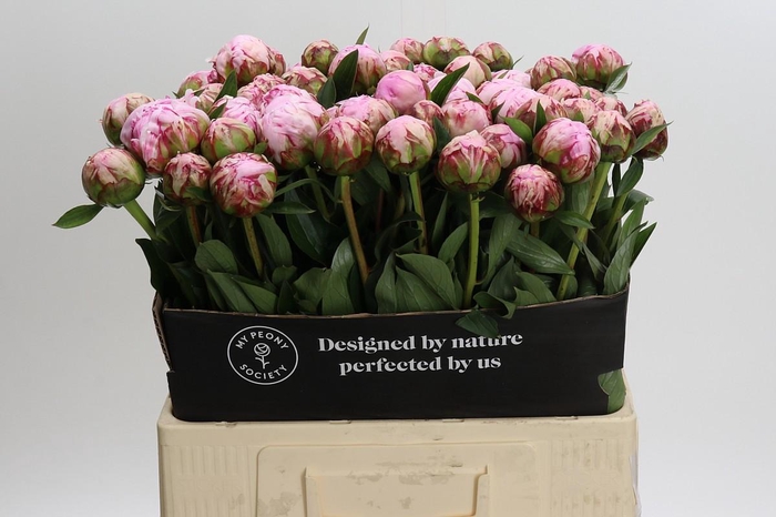 <h4>Paeonia Sarah Bernhardt</h4>