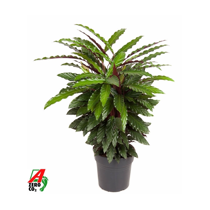 <h4>Calathea Wavestar</h4>