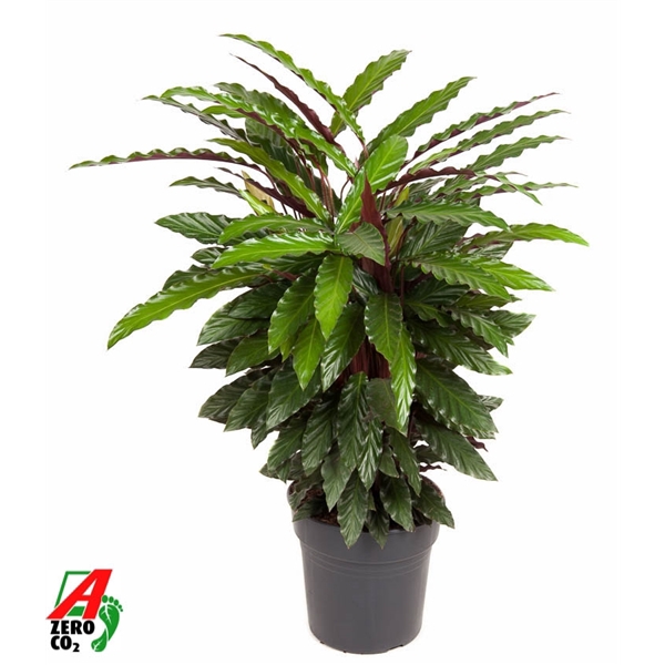Calathea Wavestar