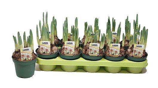 <h4>NARC G ACCENT</h4>