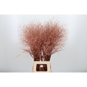 Panicum Kl Bh Koper