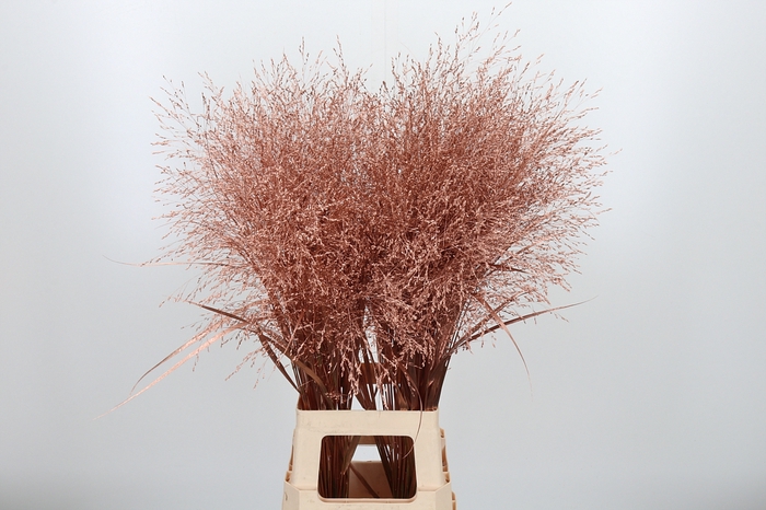 <h4>Panicum Kl Bh Koper</h4>