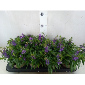 Angelonia  'Serena Purple'