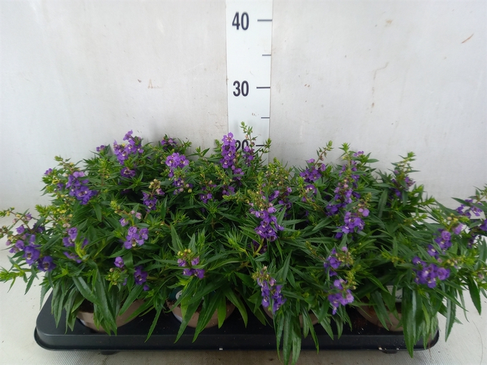 <h4>Angelonia  'Serena Purple'</h4>