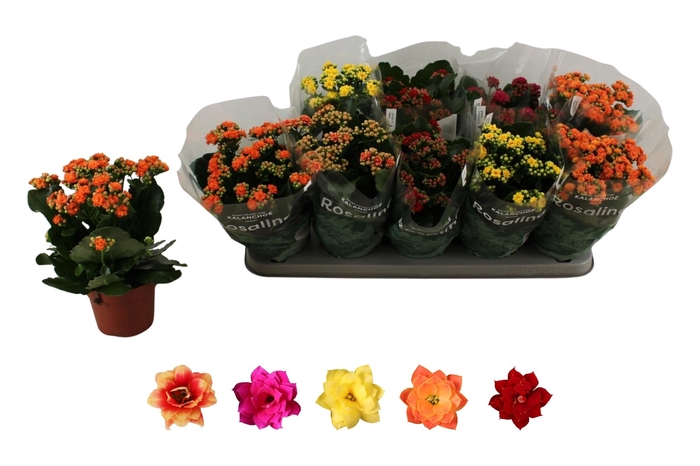 <h4>KAL GE RO GEM 5 KL</h4>