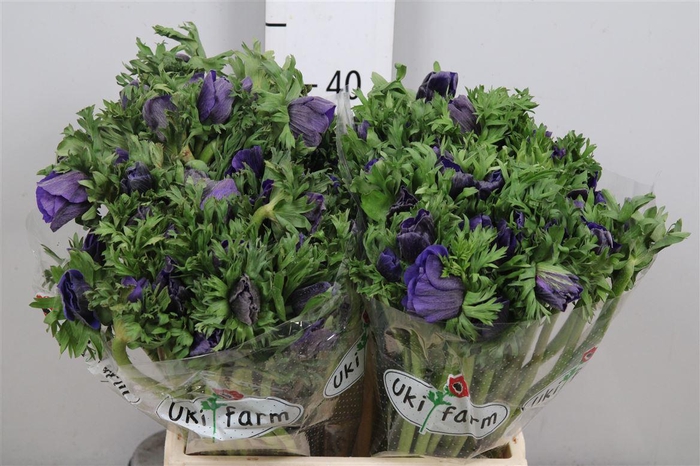 <h4>Anem Co Galil Blauw</h4>