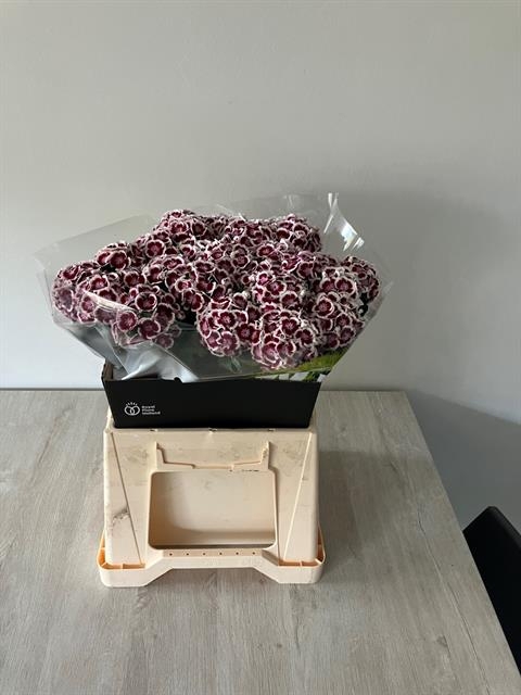 Dianthus Br Kiwi Maroon XXL