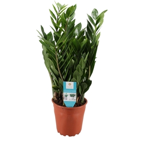 ZAMIOCULCAS ZAMIIFOL