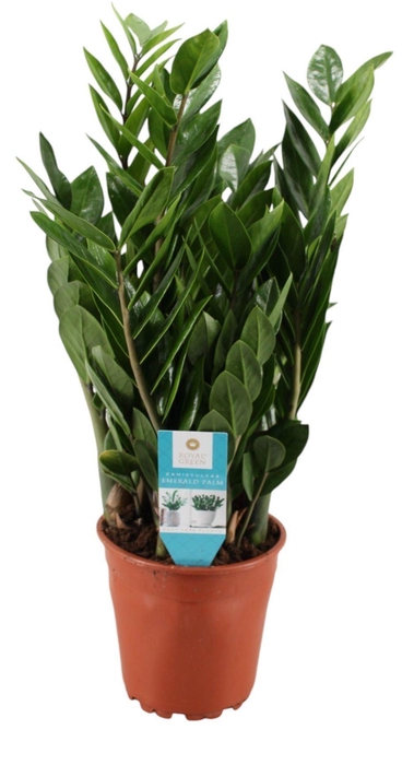 <h4>ZAMIOCULCAS ZAMIIFOL</h4>