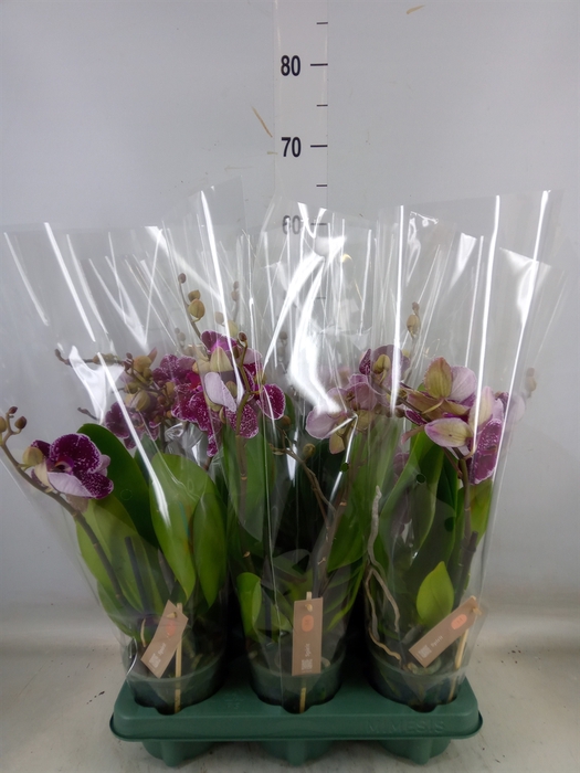 <h4>Phalaenopsis   ...red</h4>