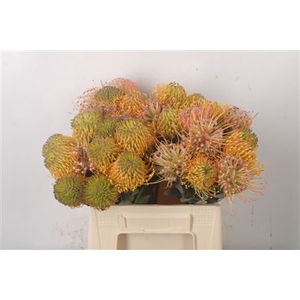 Leuco Assorti Yellow