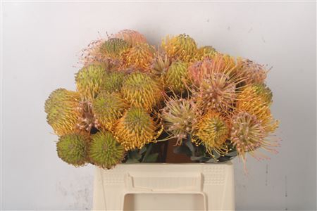 <h4>Leuco Assorti Yellow</h4>