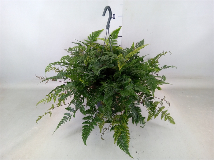 <h4>Humata griffithiana var. tyermannii</h4>