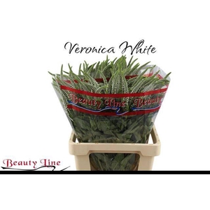 VERON L SKYLER WHITE