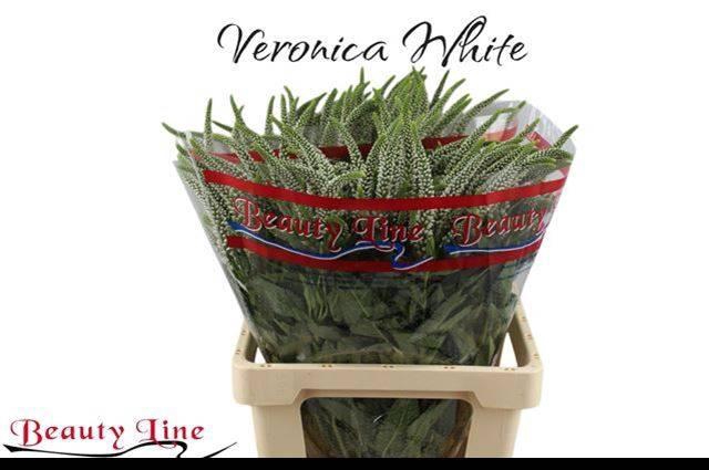 <h4>VERON L SKYLER WHITE</h4>