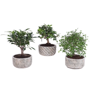 Bonsai Indoor Mix Ø14cm Ball Shape in Ø16cm Rustic Bowl