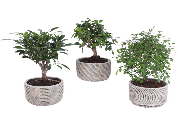 <h4>Bonsai Indoor Mix Ø14cm Ball Shape in Ø16cm Rustic Bowl</h4>