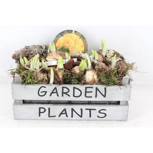 arr4 Narcis PL - Hout kist garden