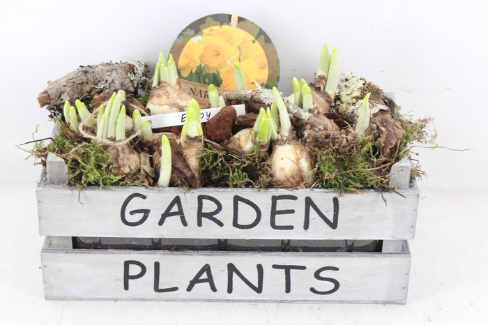<h4>arr4 Narcis PL - Hout kist garden</h4>