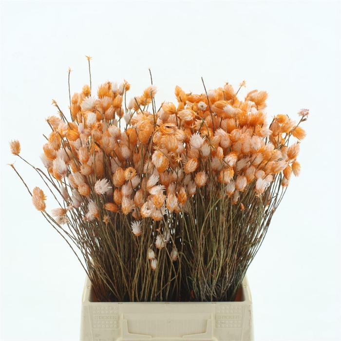 <h4>Kaaps Everlasting Dark Orange</h4>