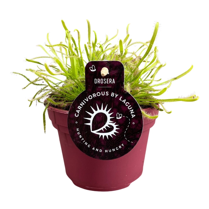 <h4>Drosera</h4>