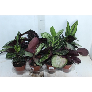 CALATHEA P12 VARIADO
