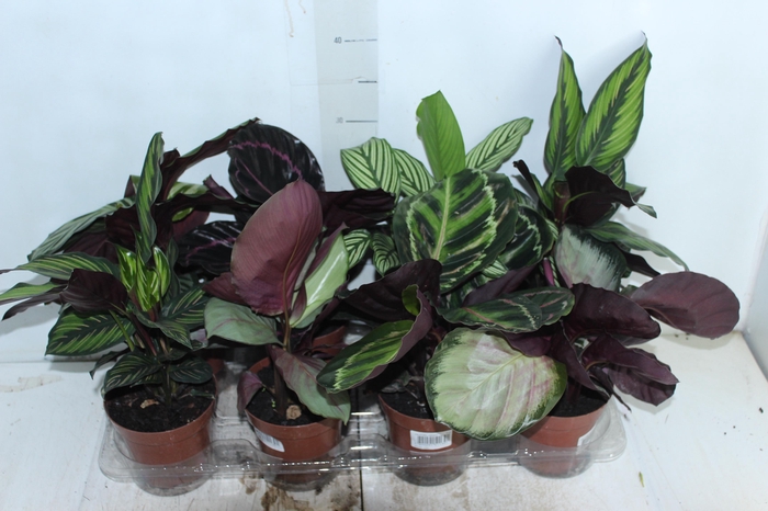<h4>CALATHEA P12 VARIADO</h4>