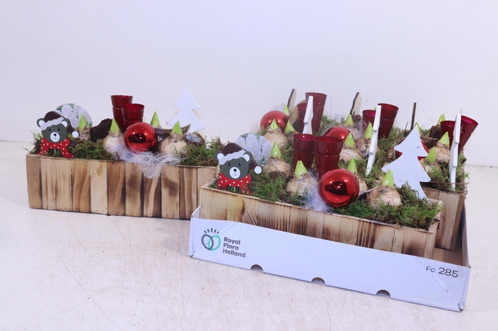 <h4>ARR HYACINTH</h4>