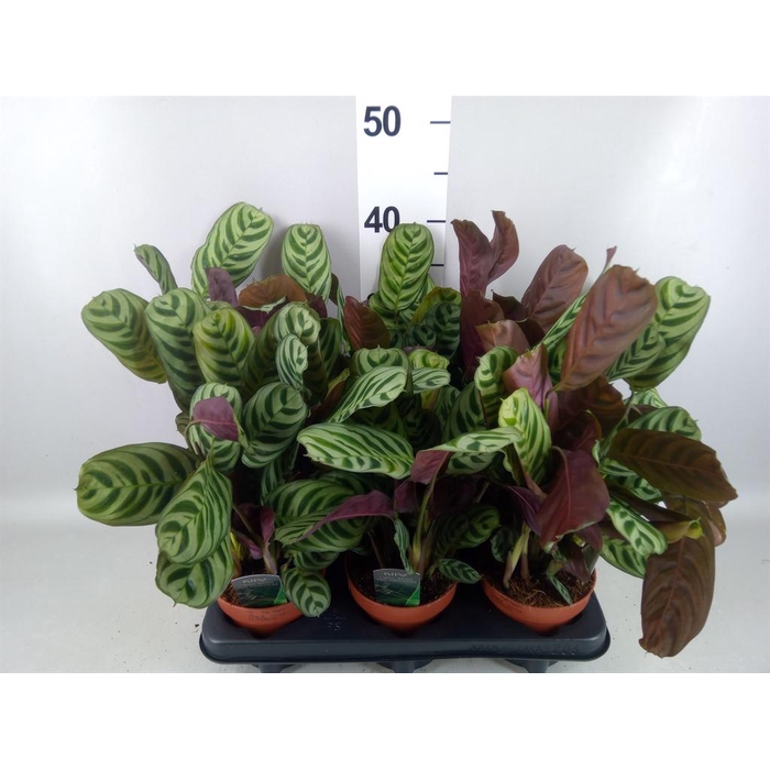 <h4>Ctenanthe burle-marxii</h4>
