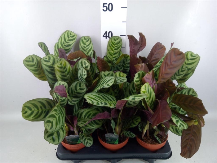 Ctenanthe burle-marxii