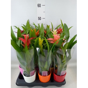 Guzmania   ...mix