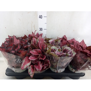 Begonia BD 'Beleaf'   ...mix