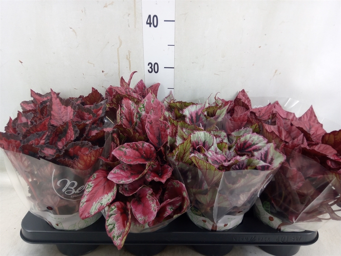 <h4>Begonia BD 'Beleaf'   ...mix</h4>