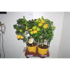 Citr Meyeri Meyer 8+