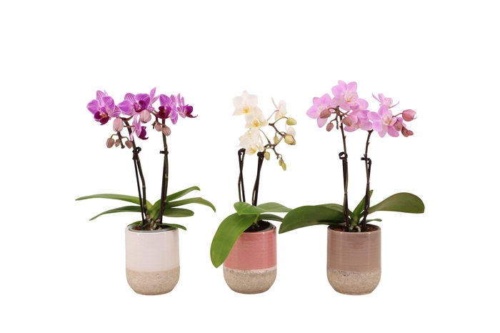 <h4>Becca Mix Tiny Dolls Mix 2T10+ Aqu@</h4>