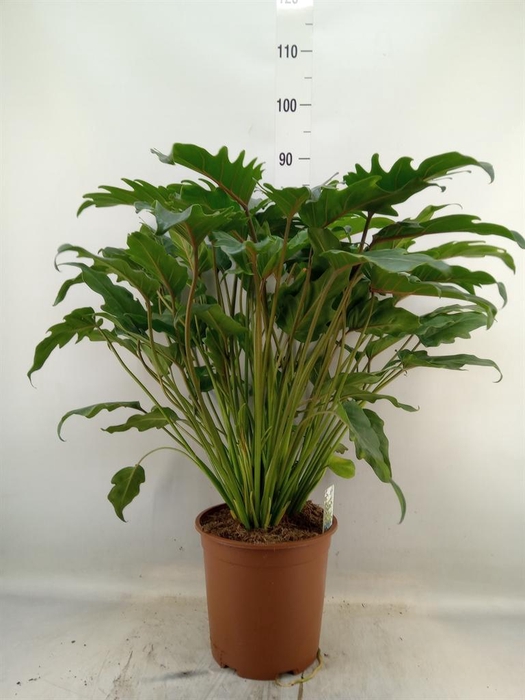 <h4>Philodendron xanadu</h4>