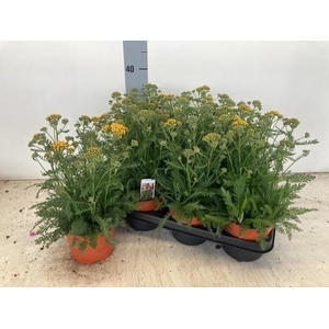 Achi Millefolium