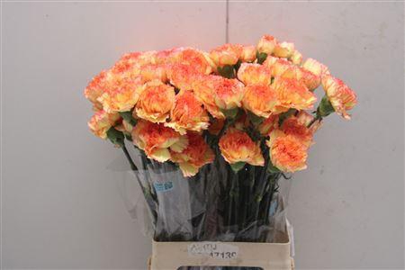 <h4>Di St Bioro</h4>