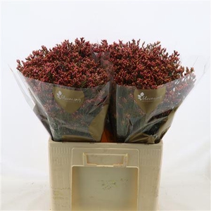 Limonium Sinense Max Diamond