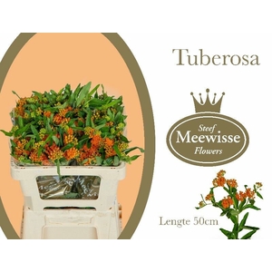 Asclepias Tuberosa