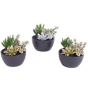 2 x Succ 8,5 cm en geverfd echeveria in zwarte schaal en balletj