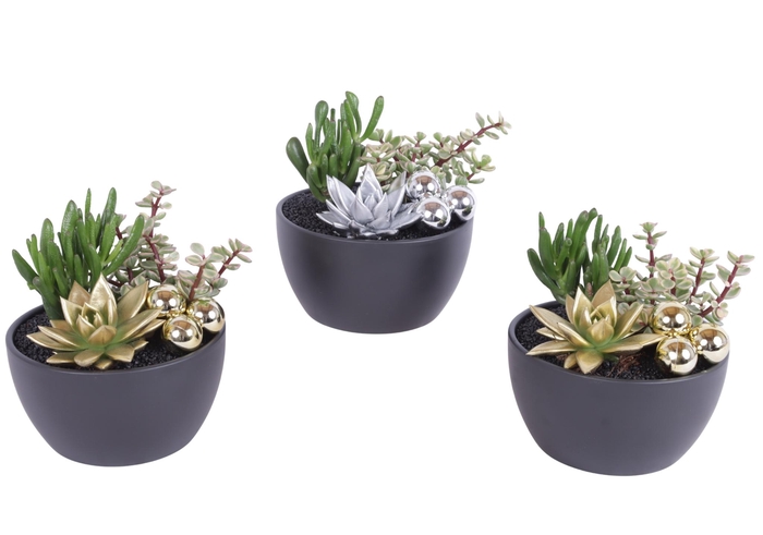 <h4>2 x Succ 8,5 cm en geverfd echeveria in zwarte schaal en balletj</h4>