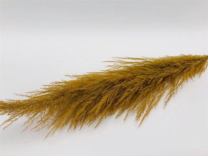 <h4>Stem Cortaderia Super L165</h4>