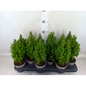 Chamaecyparis thyo. 'Alpica'